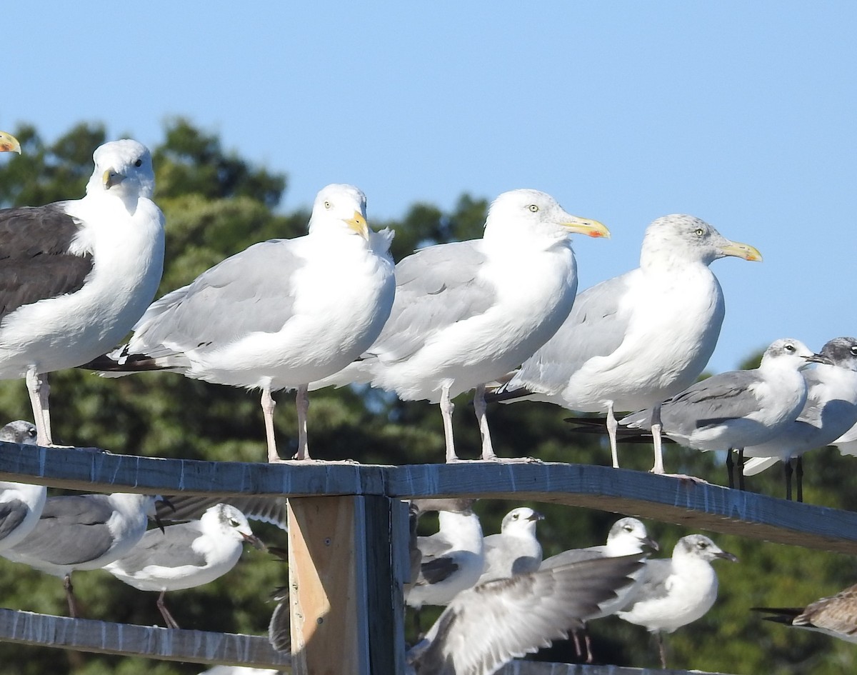 Kanadamöwe - ML641186222