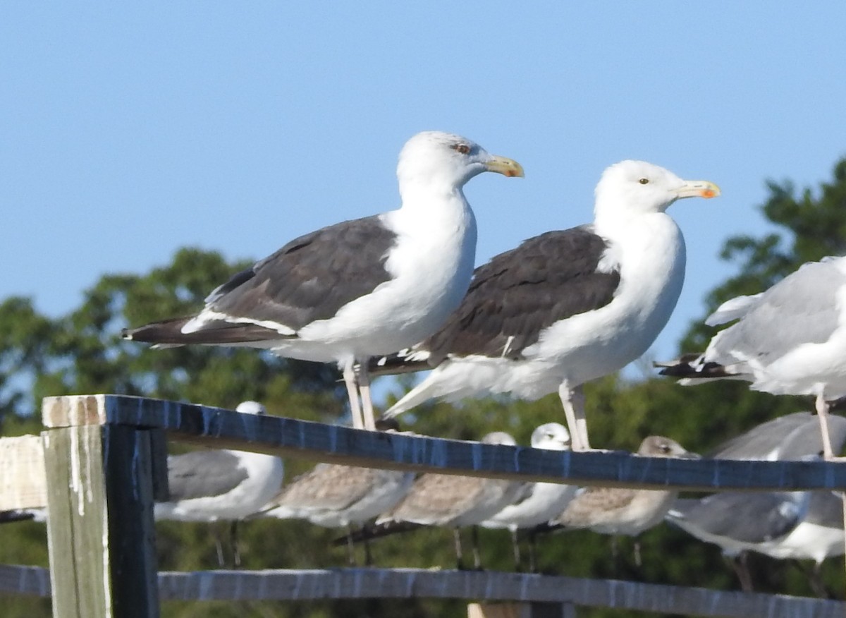 Mantelmöwe - ML641186231