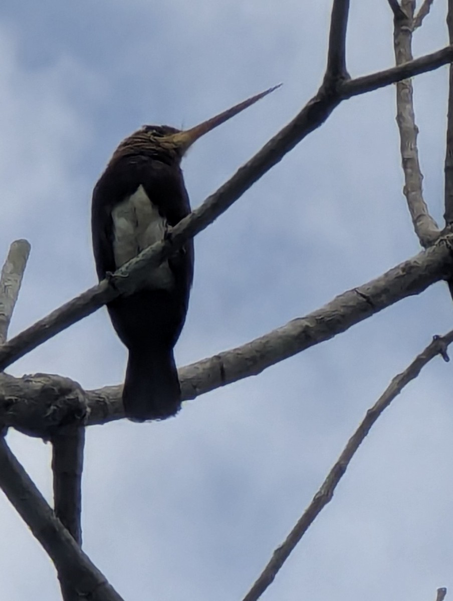 Brown Jacamar - ML641186236