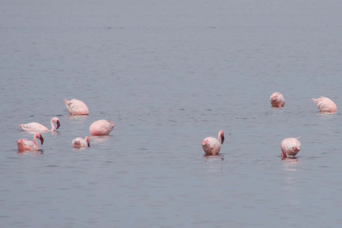 Lesser Flamingo - ML641186238