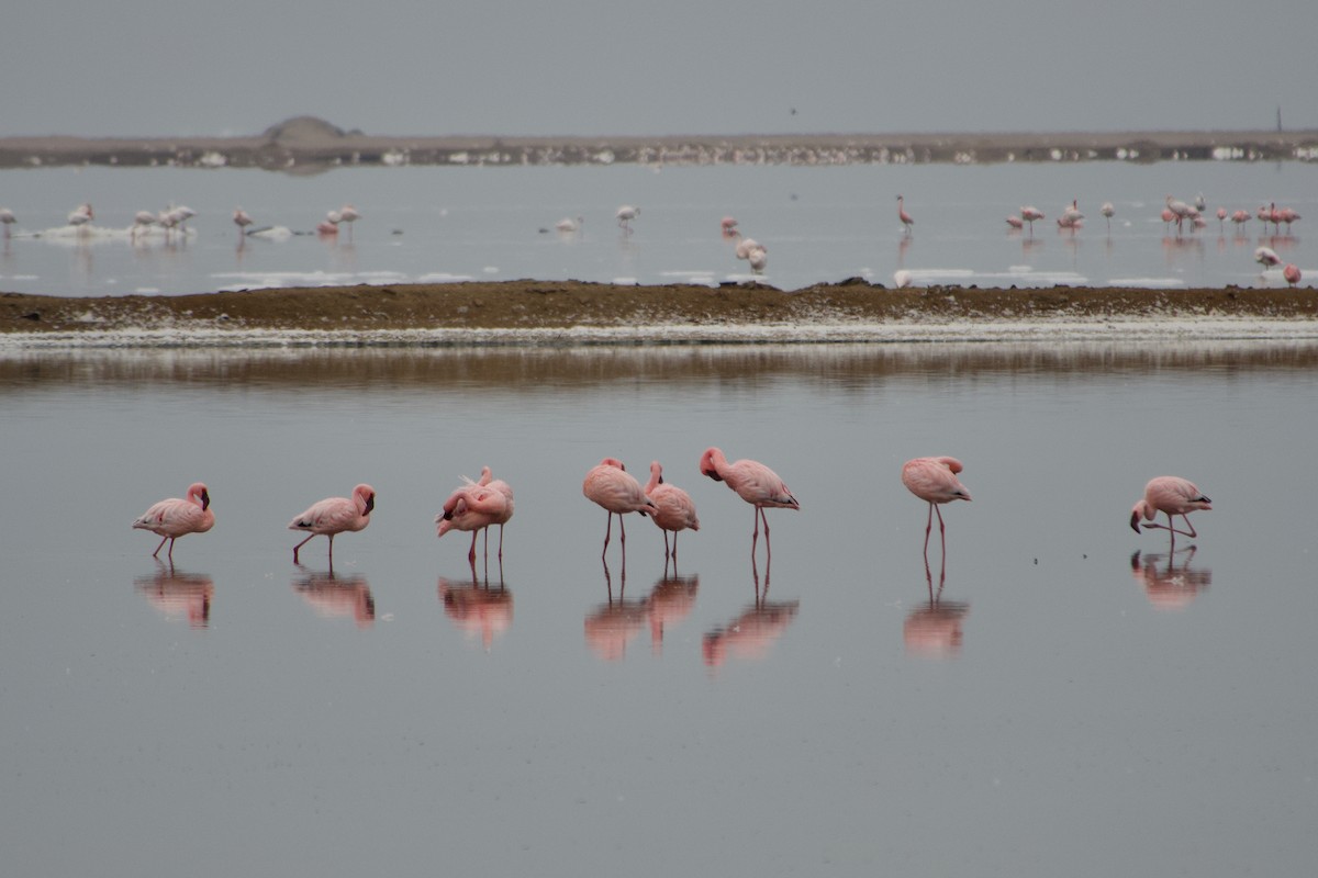 Lesser Flamingo - ML641186239