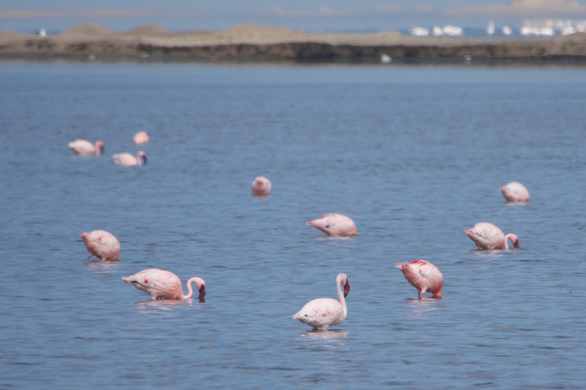 Lesser Flamingo - ML641186240