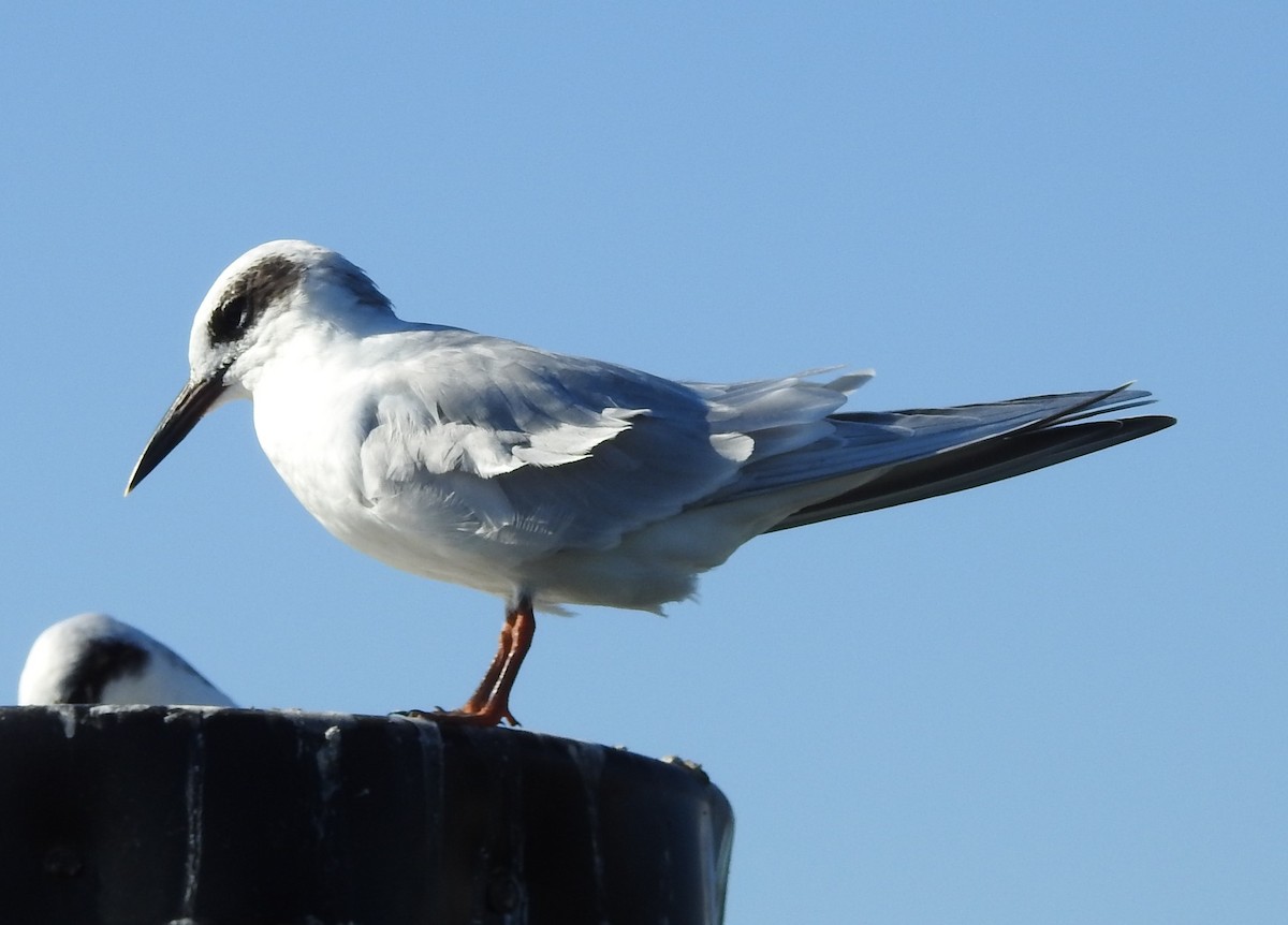 Forsterseeschwalbe - ML641186245