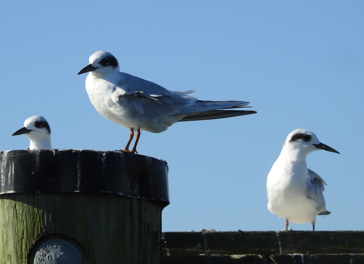 Forsterseeschwalbe - ML641186246