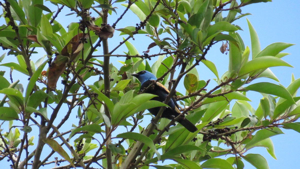 Blue-necked Tanager - ML641186248