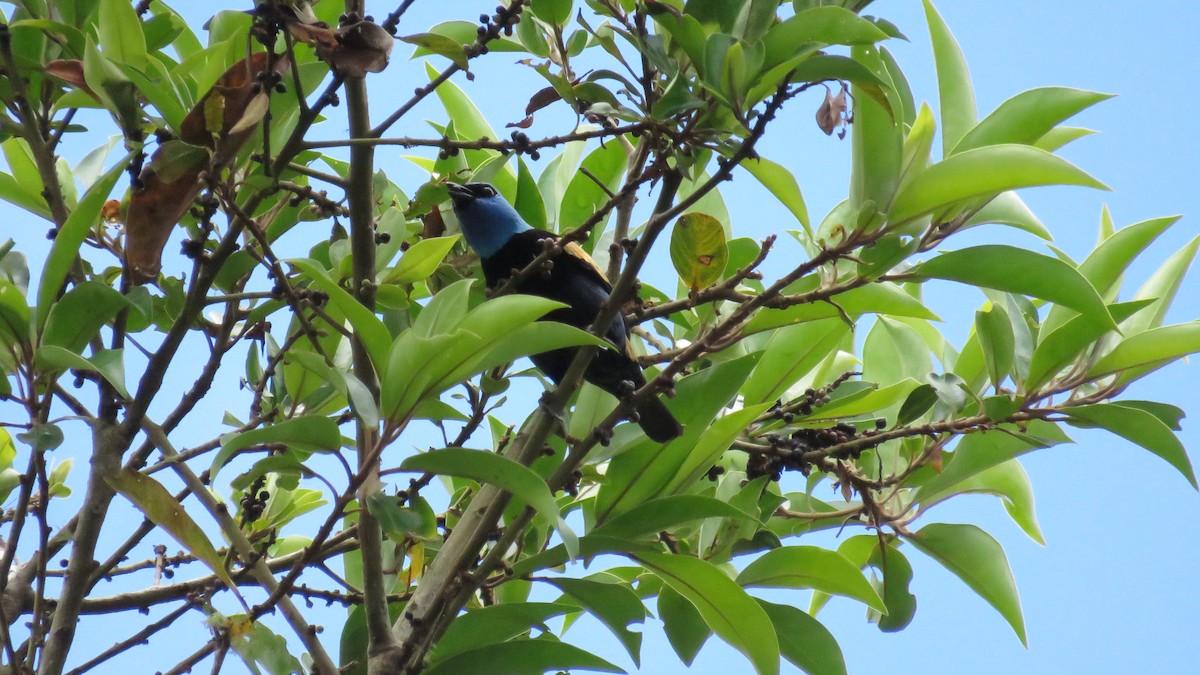 Blue-necked Tanager - ML641186249