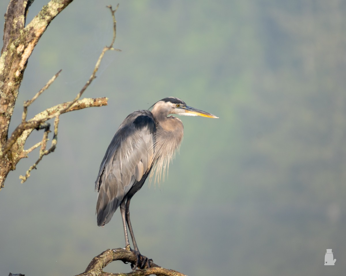 volavka velká - ML641186255