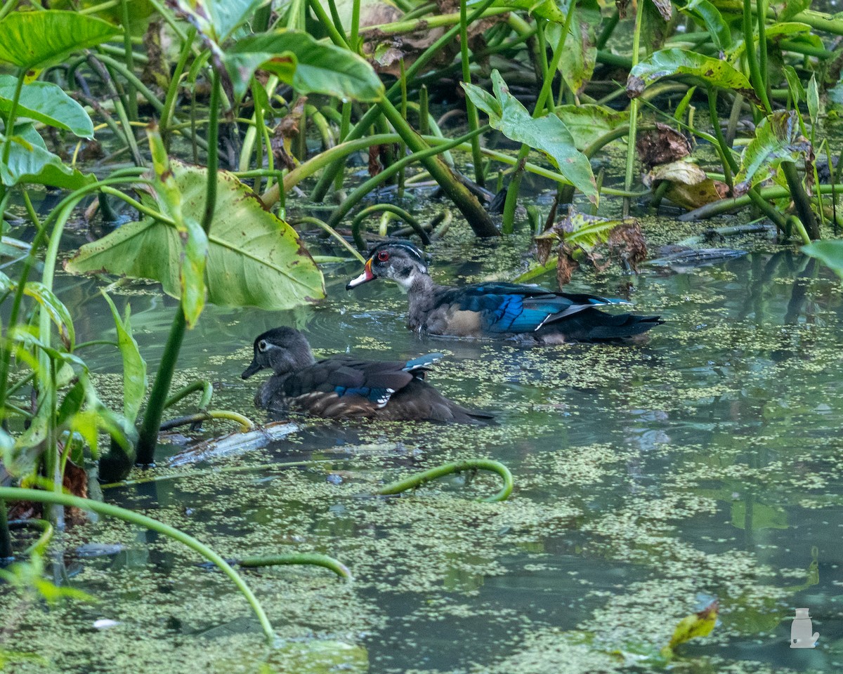 kachnička karolínská - ML641186257