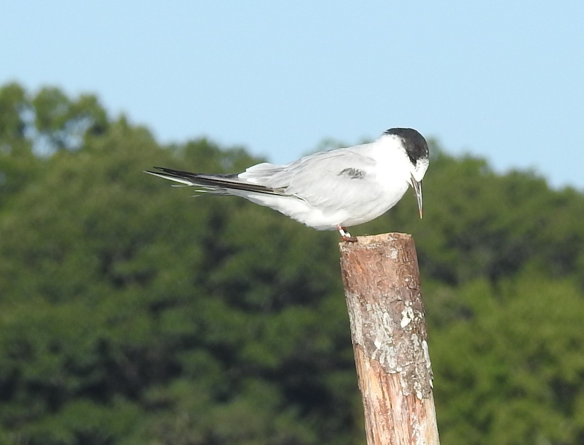 Flussseeschwalbe - ML641186259