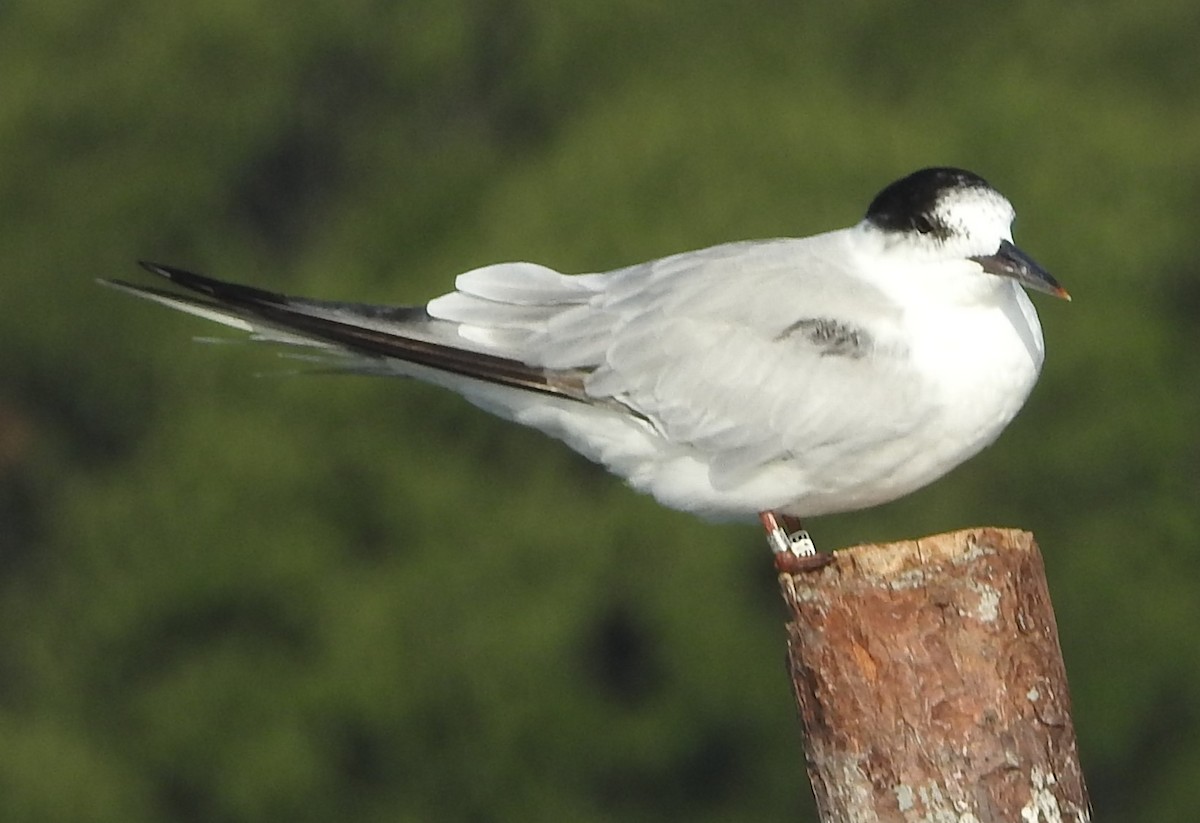 Flussseeschwalbe - ML641186260