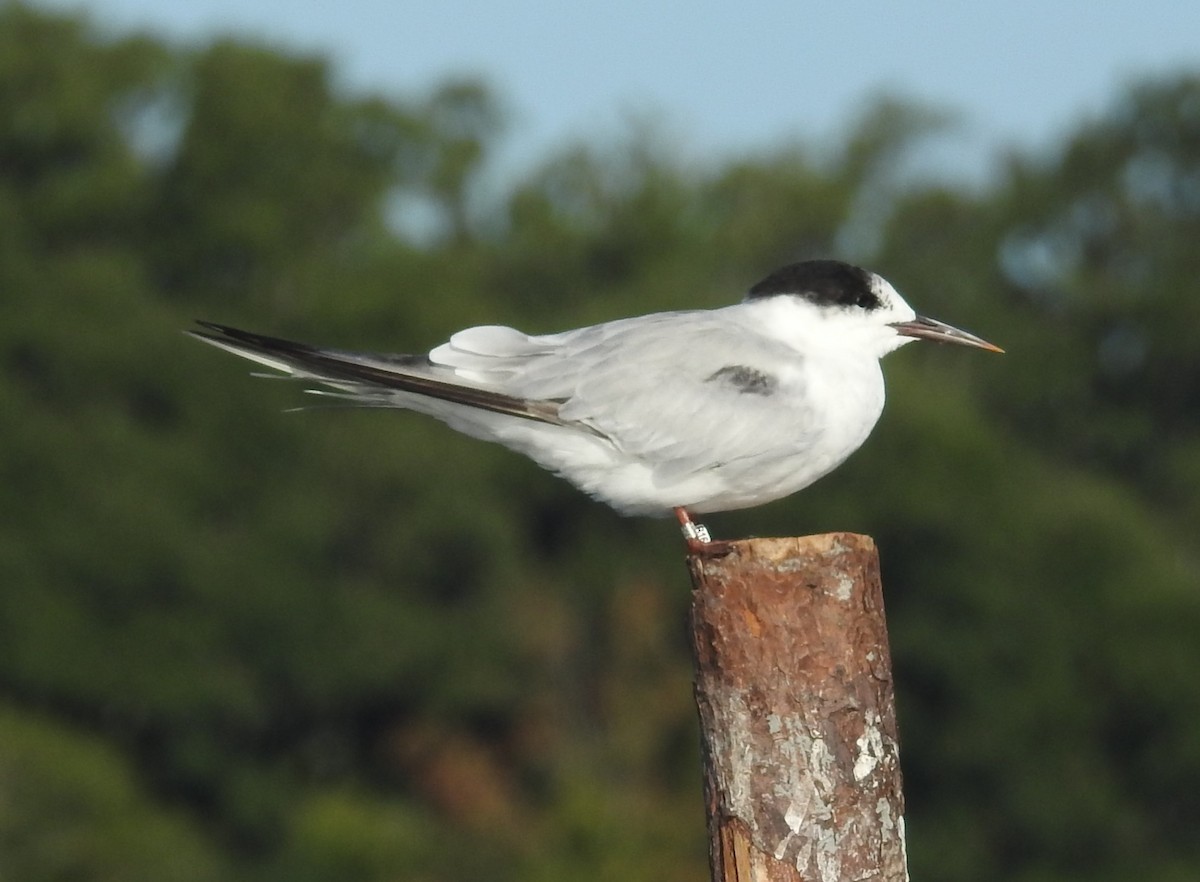 Flussseeschwalbe - ML641186261