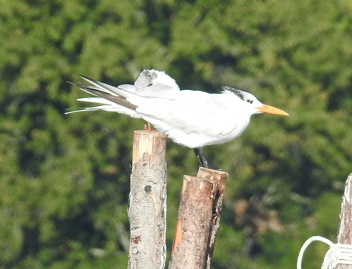 Königsseeschwalbe - ML641186272