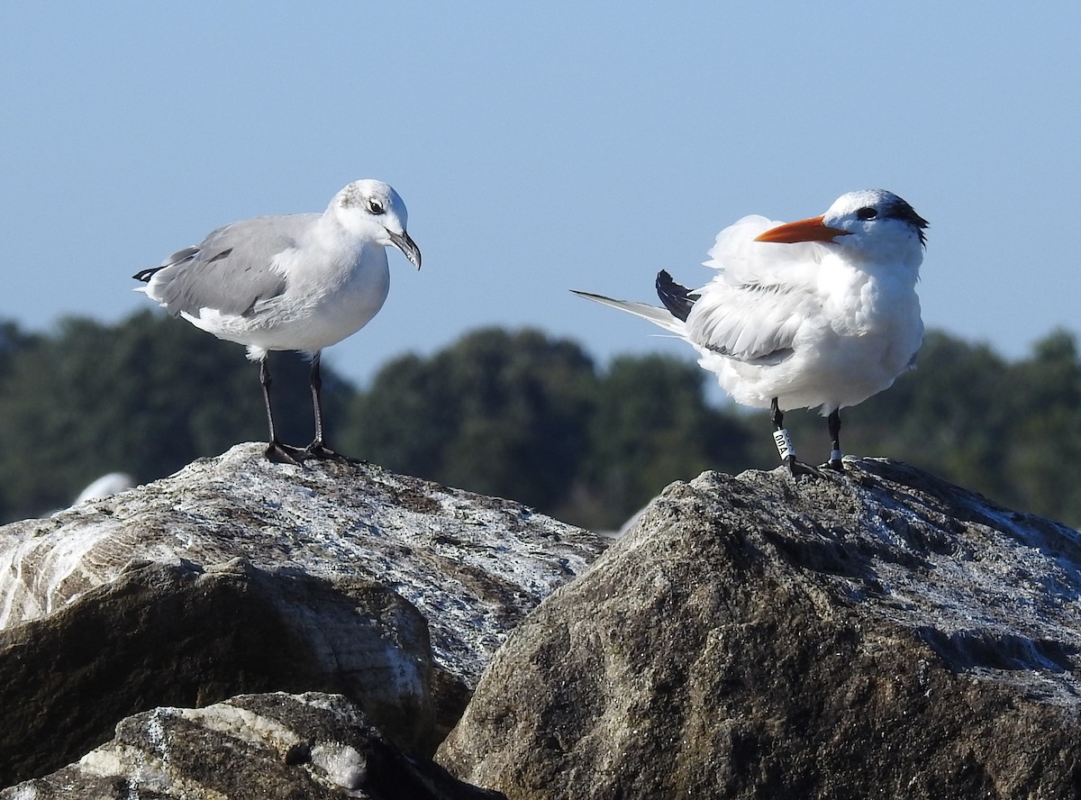 Königsseeschwalbe - ML641186273