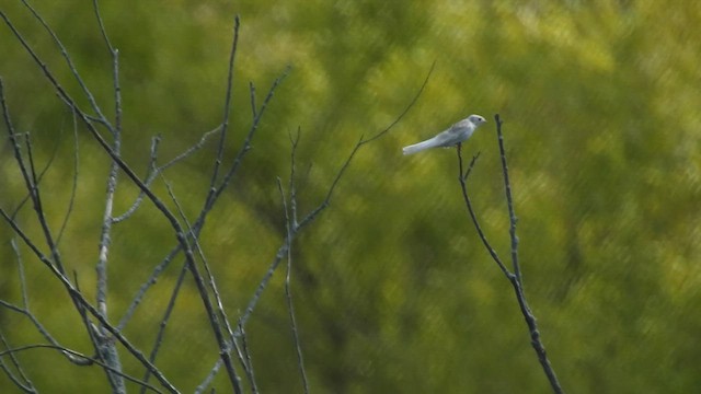 Tree Swallow - ML641186308