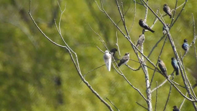 Tree Swallow - ML641186312