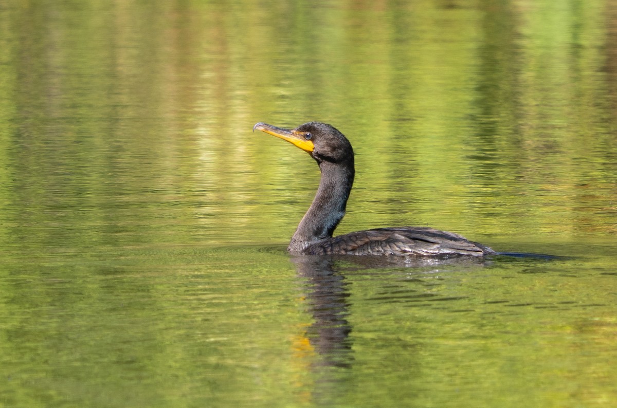 Double-crested Cormorant - ML641186328