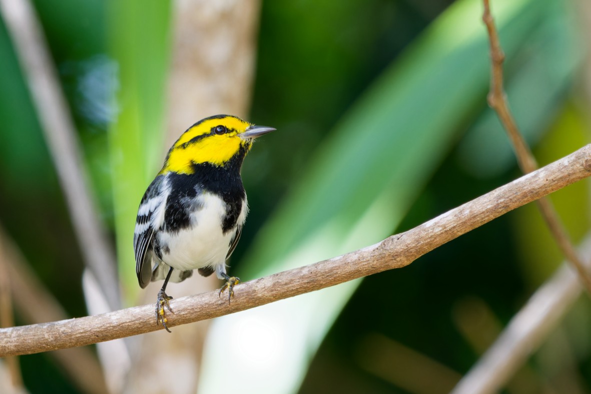 Golden-cheeked Warbler - ML641186341