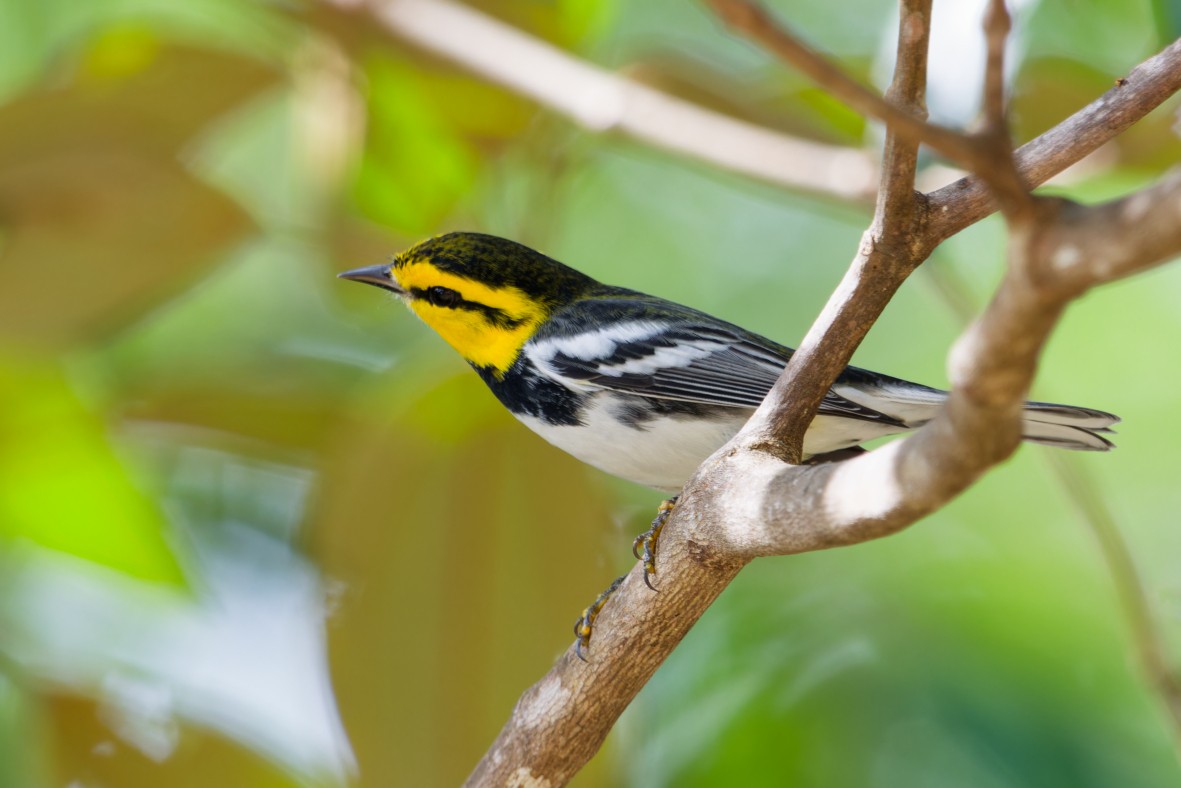 Golden-cheeked Warbler - ML641186342