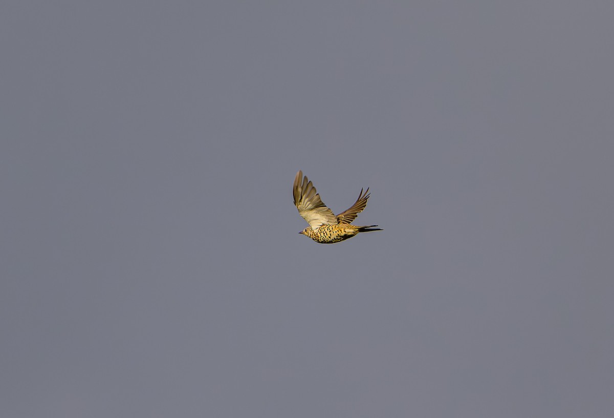 Mistle Thrush - ML641186349