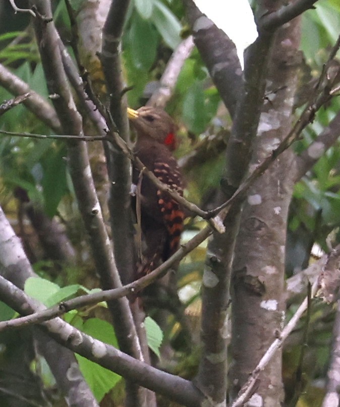 Bay Woodpecker - ML641186378