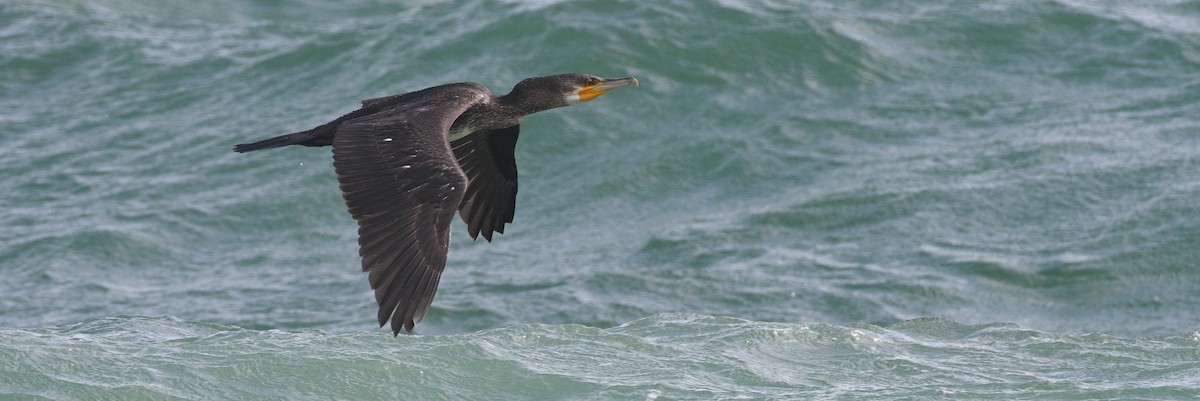 Great Cormorant - ML641186414