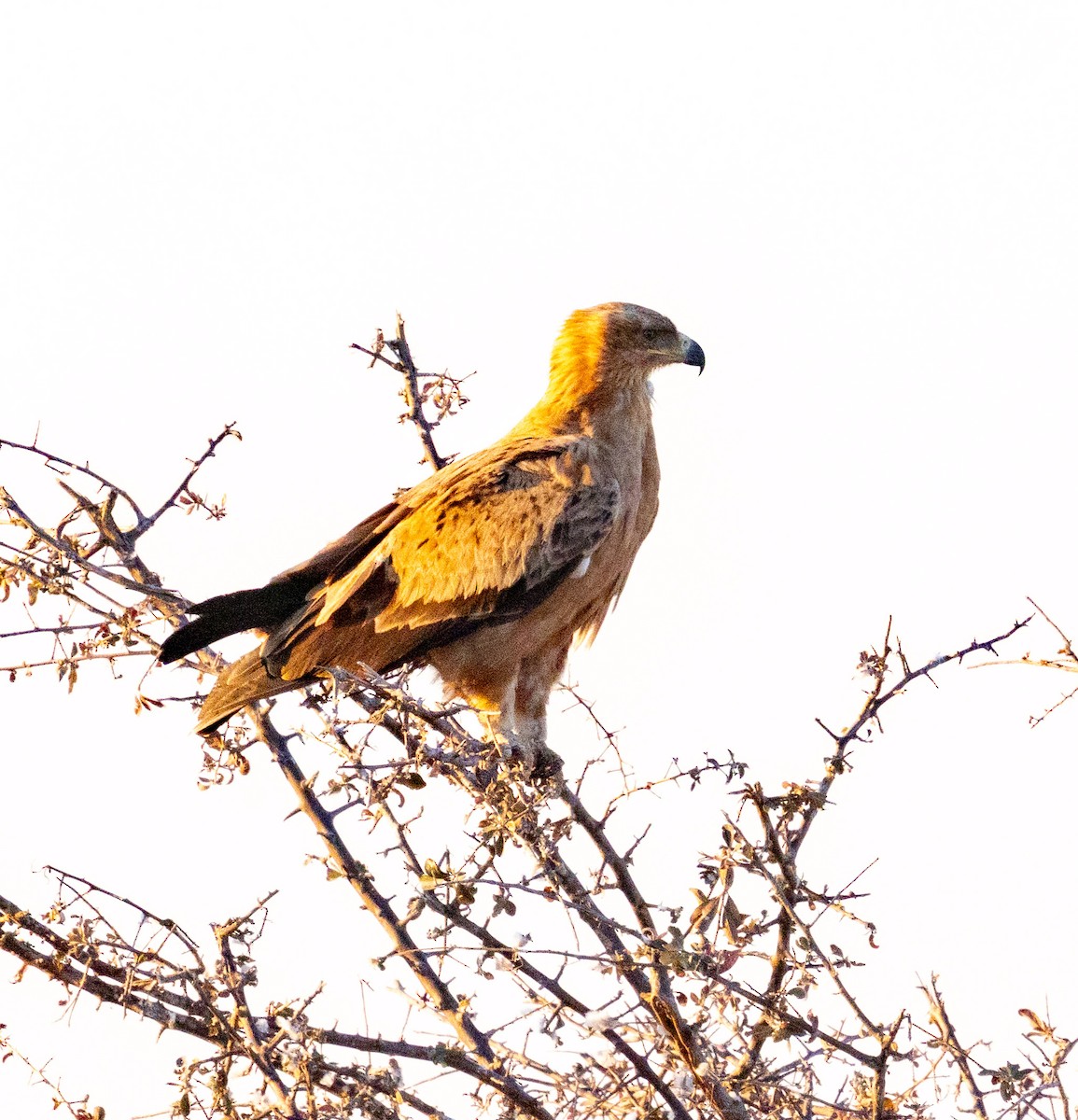 Tawny Eagle - ML641186426
