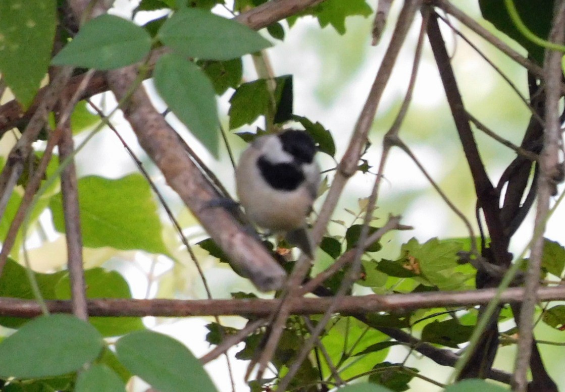 Carolina Chickadee - ML641186436