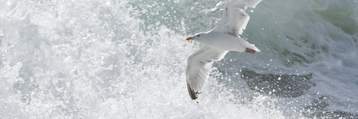 European Herring Gull - ML641186441