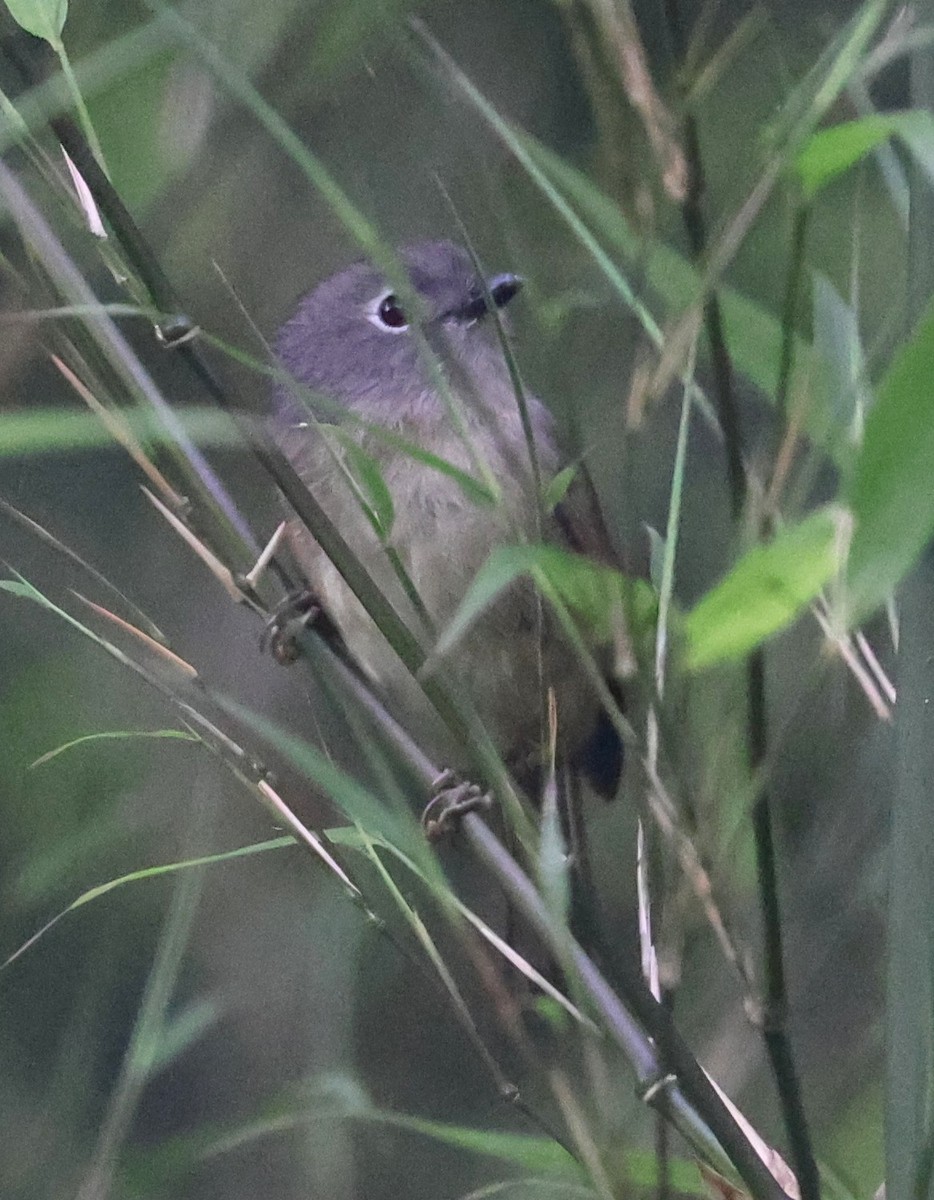 David's Fulvetta - ML641186472