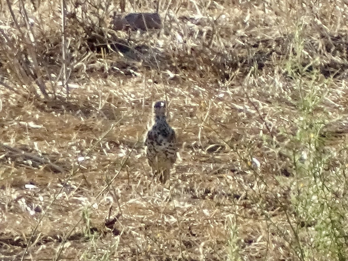 Mistle Thrush - ML641186501