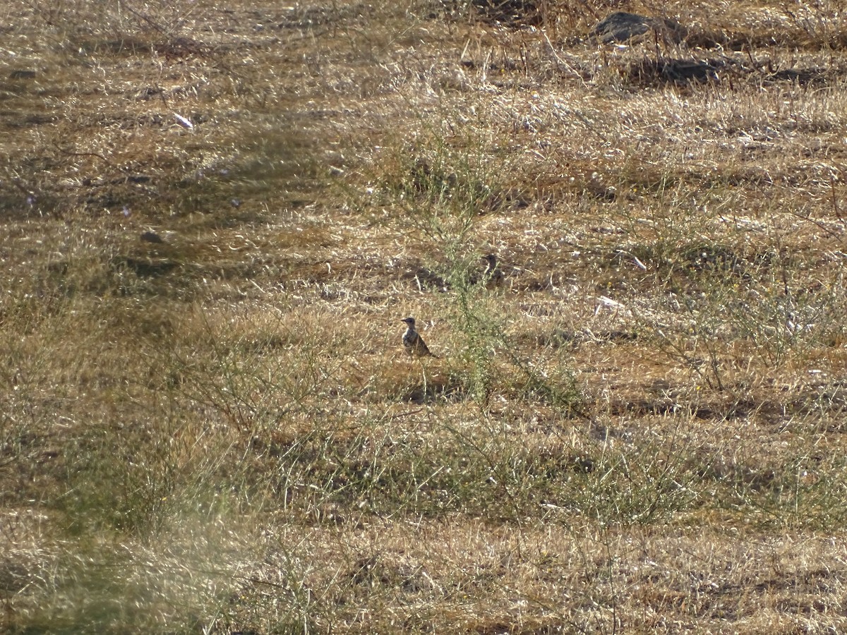 Mistle Thrush - ML641186503