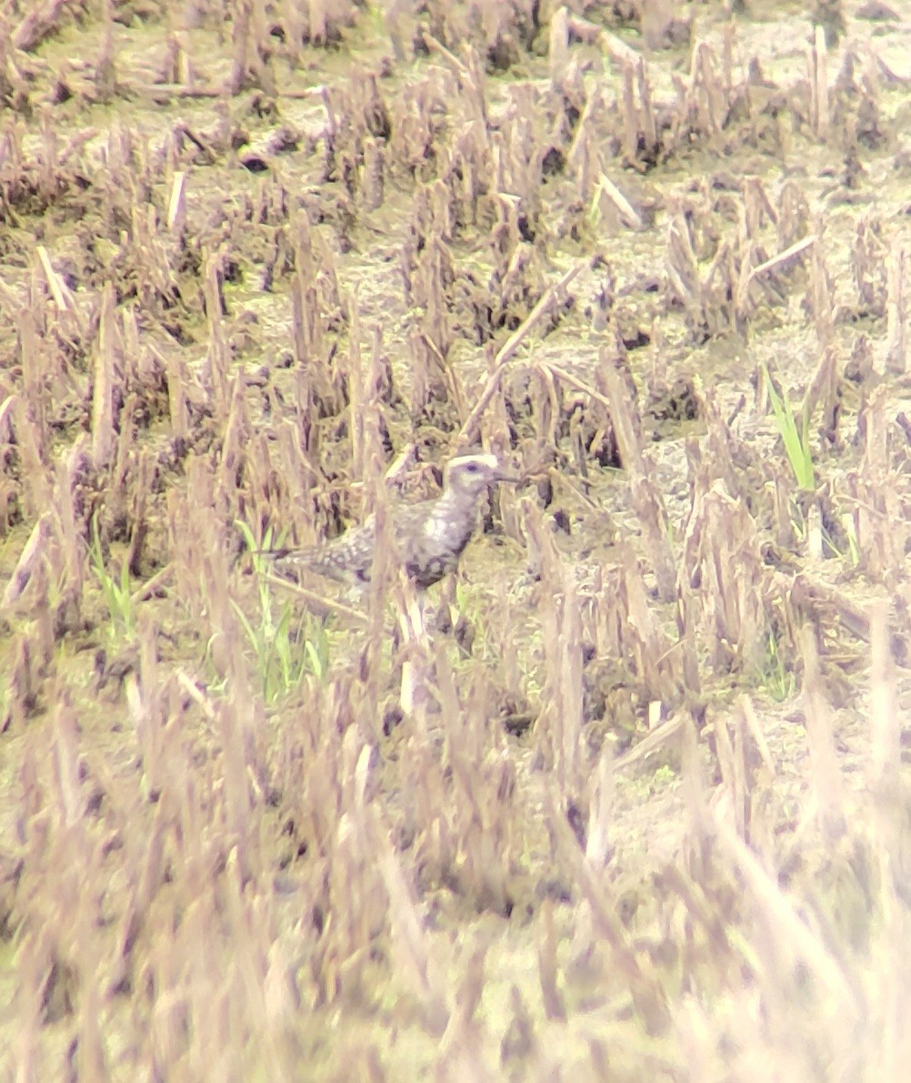 American Golden-Plover - ML641186529