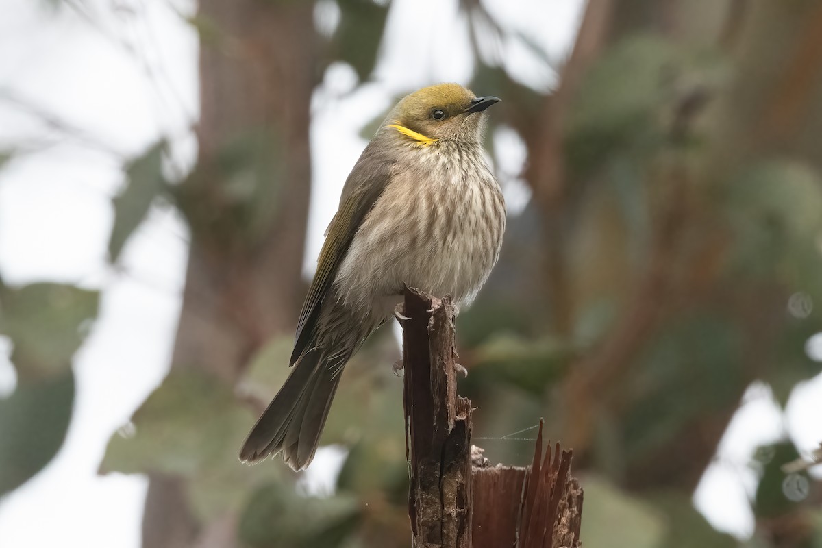 Yellow-plumed Honeyeater - ML641186534