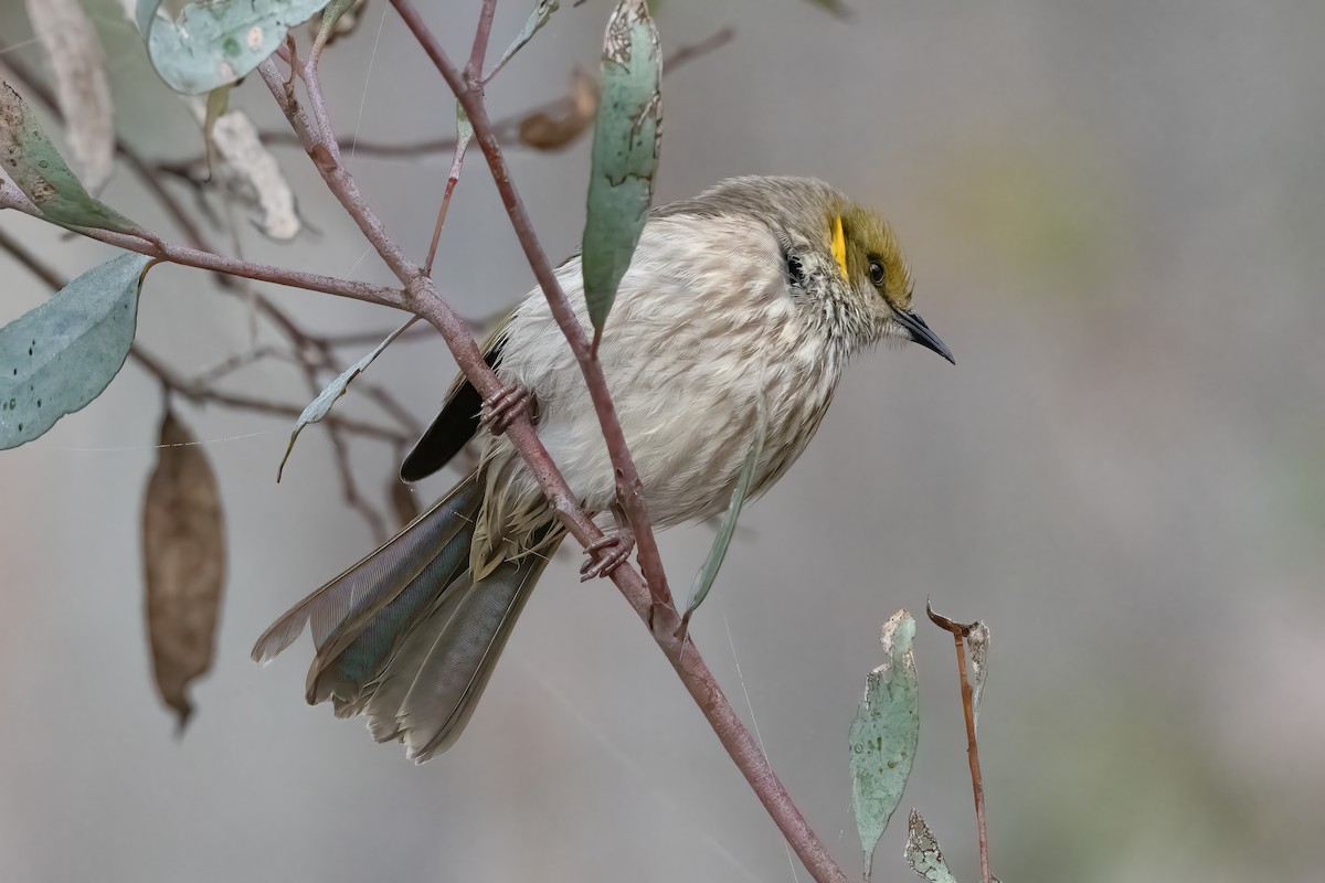 Yellow-plumed Honeyeater - ML641186535