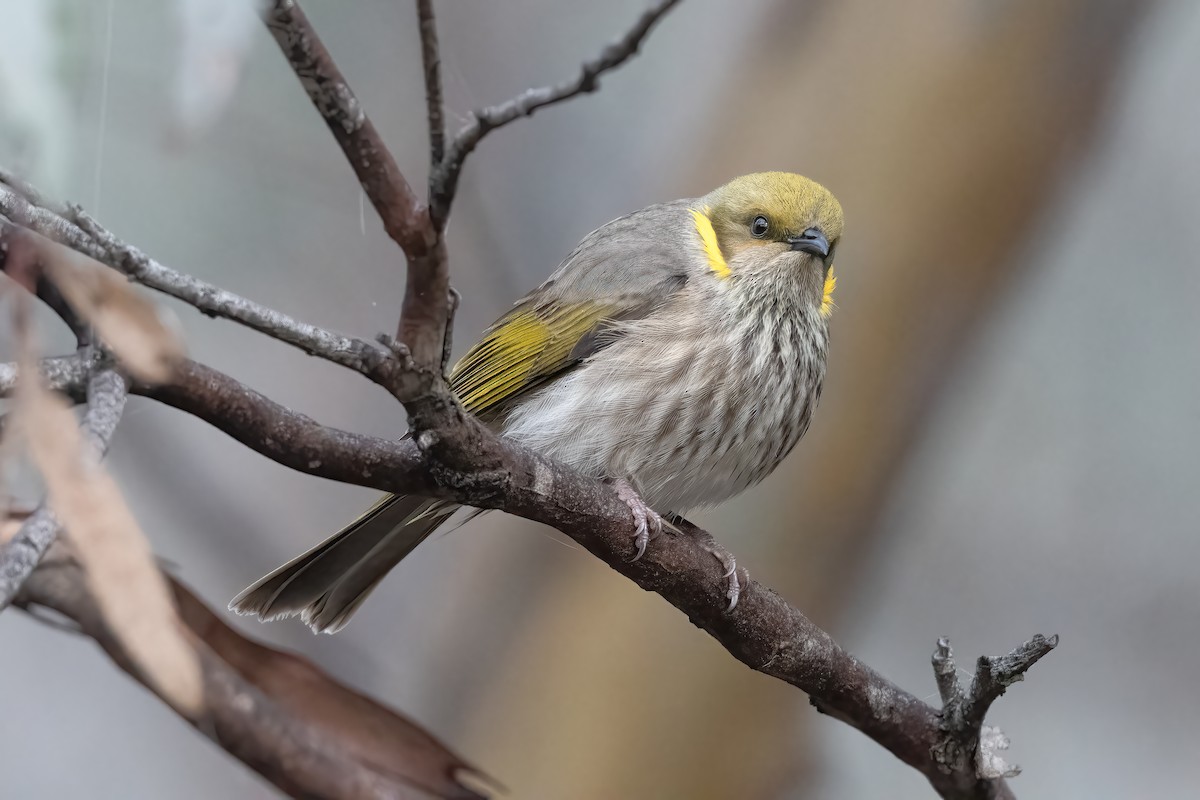 Yellow-plumed Honeyeater - ML641186536