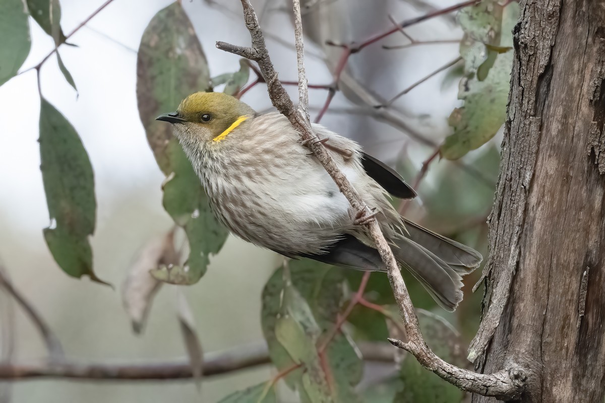 Yellow-plumed Honeyeater - ML641186537