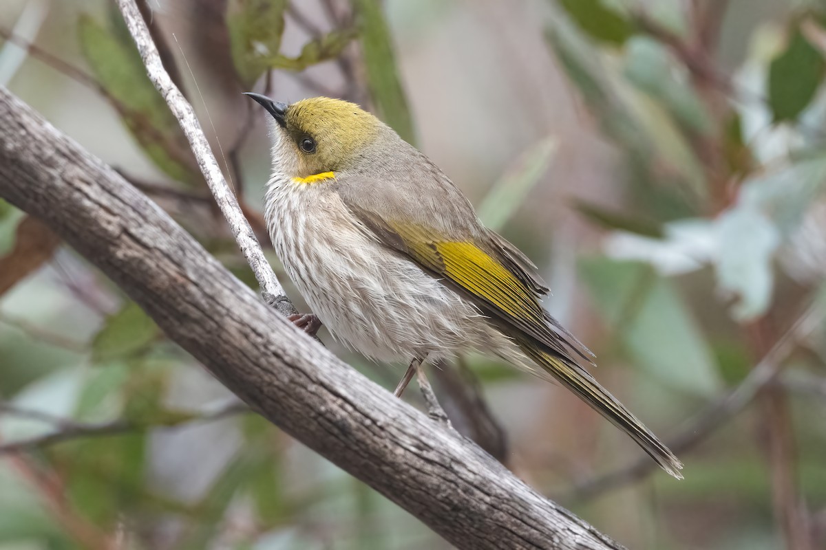 Yellow-plumed Honeyeater - ML641186538