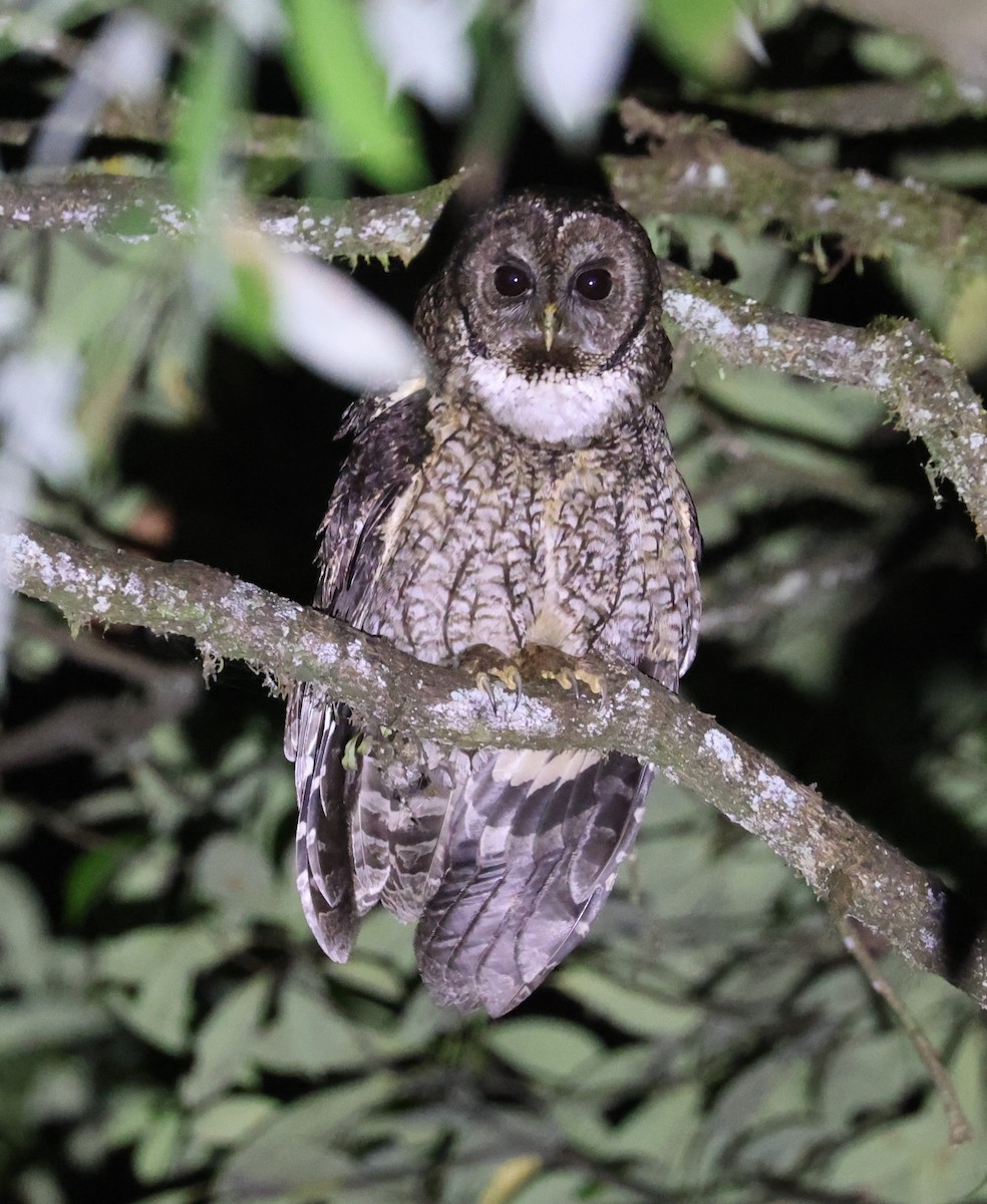 Himalayan Owl - ML641186539