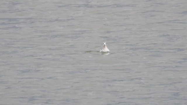 Red Phalarope - ML641186562
