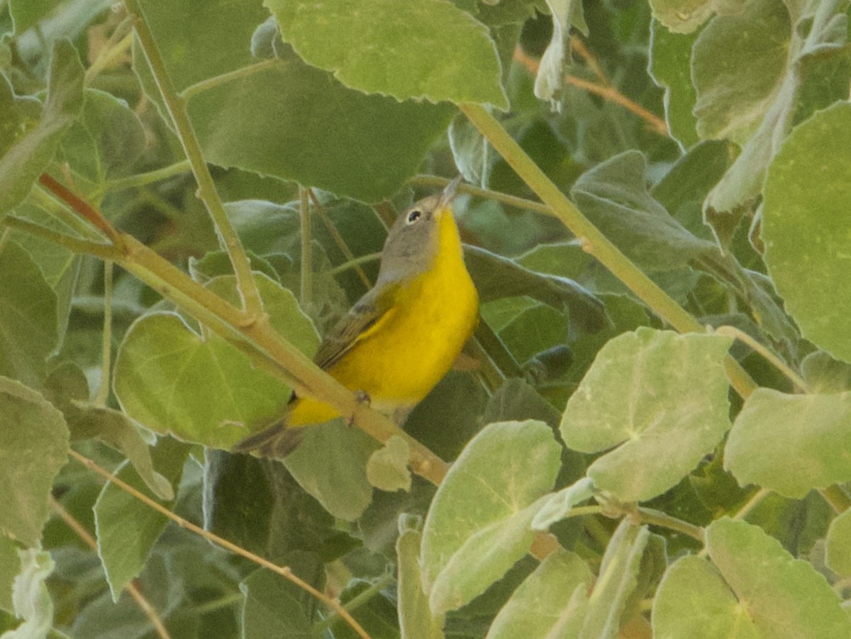 Nashville Warbler - ML641186585