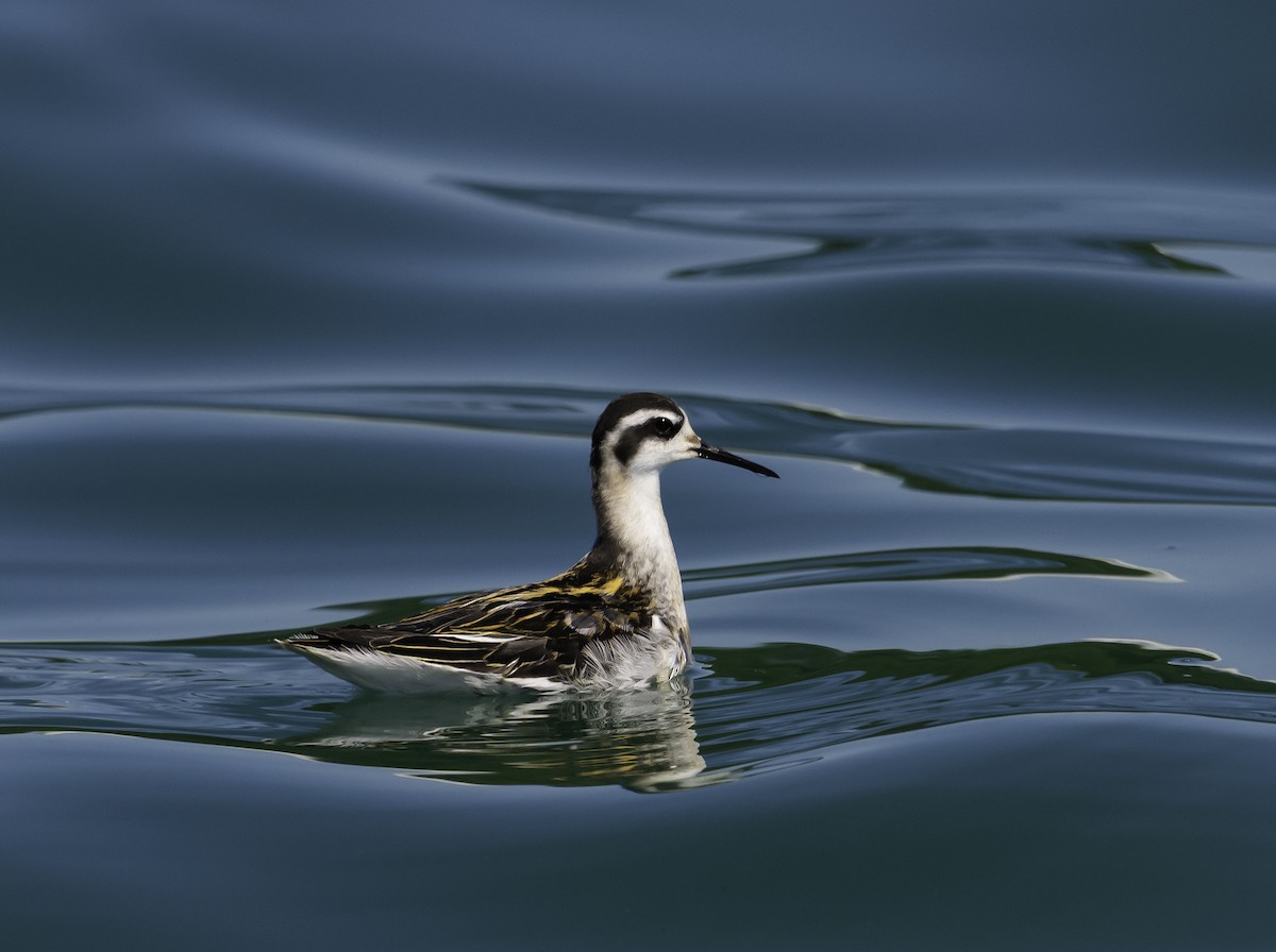 Red-necked Phalarope - ML641186697