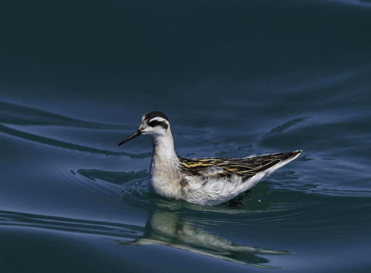 Red-necked Phalarope - ML641186698