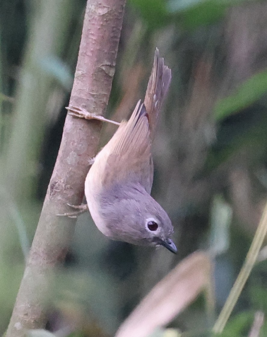 David's Fulvetta - ML641186726