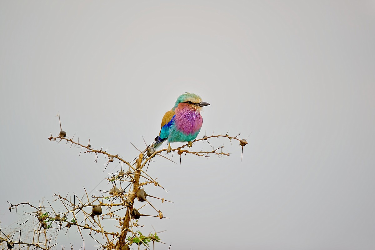 Lilac-breasted Roller - ML641186738