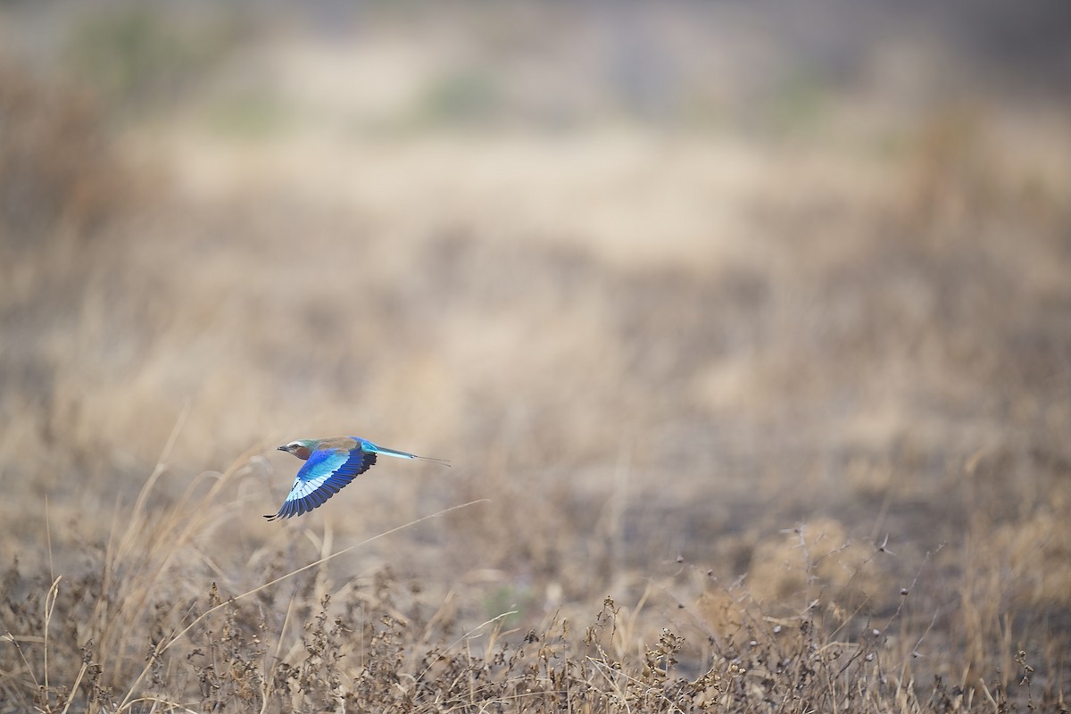 Lilac-breasted Roller - ML641186739
