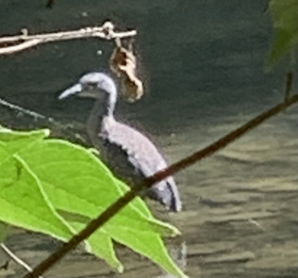 Yellow-crowned Night Heron - ML641186757