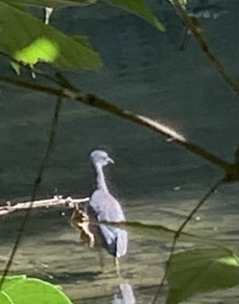 Yellow-crowned Night Heron - ML641186758