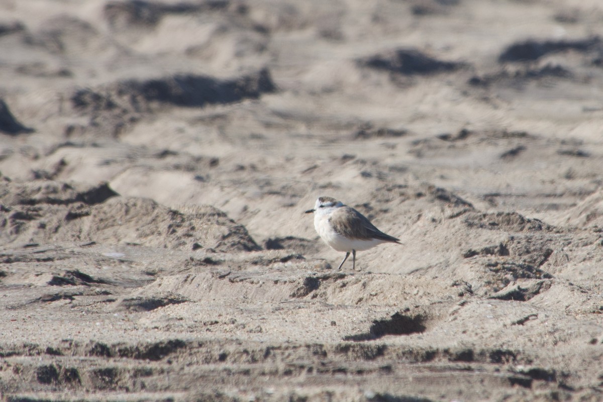 White-fronted Plover - ML641186763