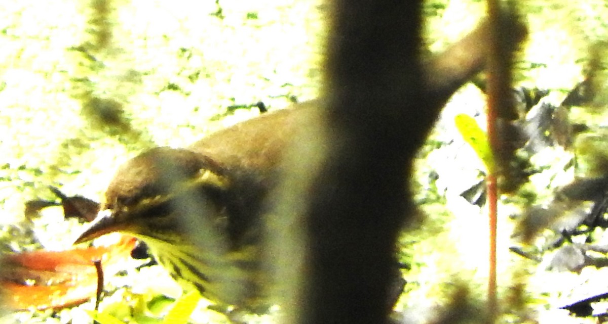 Northern Waterthrush - ML641186766