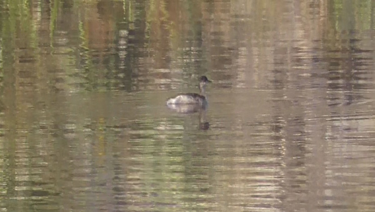 Eared Grebe - ML641186770